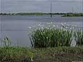 Guy Fanguy - Artist - Photographer - Guy Fanguy - Landscape - Louisiana (101).jpg Size: 90587 - 4
